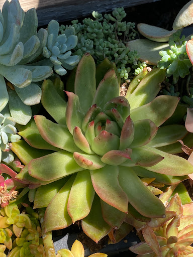 Florist «Plant Safari», reviews and photos, 653 N Central Ave, Upland, CA 91786, USA