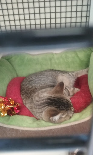 Pet Supply Store «Petco Animal Supplies», reviews and photos, 5453 N Bend Rd, Cincinnati, OH 45247, USA