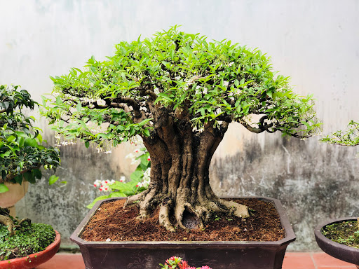 Bon sai Phạm Kính