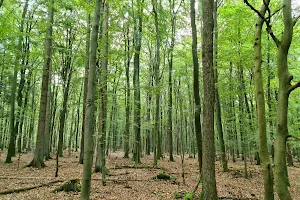 Lüßwald image