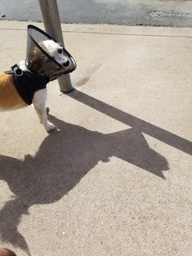 Pet Supply Store «Petco Animal Supplies», reviews and photos, 1150 Concord Ave #160, Concord, CA 94520, USA