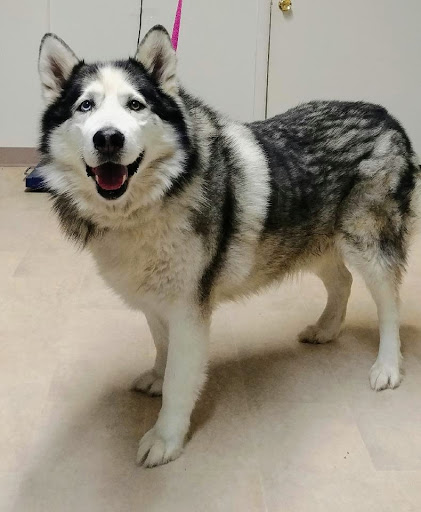 Animal Protection Organization «Missaukee Humane Society», reviews and photos