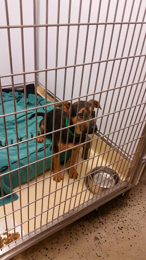 Pet Supply Store «Petco Animal Supplies», reviews and photos, 1391 NJ-35, Middletown, NJ 07748, USA