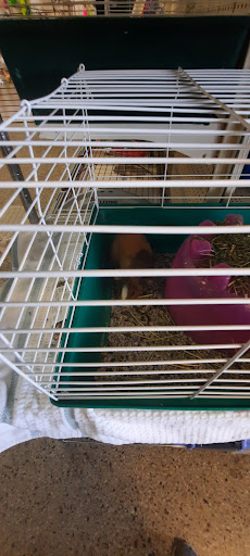 Pet Supply Store «Pet Partners», reviews and photos, 1962 W State St, Bristol, TN 37620, USA