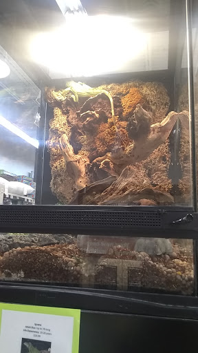 Pet Store «Petland», reviews and photos, 10289 Ulmerton Rd, Largo, FL 33771, USA