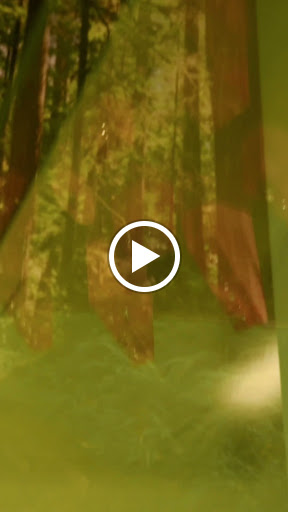 Explore jaguar tattoo ideas, creative tattoo ideas in Greensboro, available at Fern Piercing and Fine Jewelry