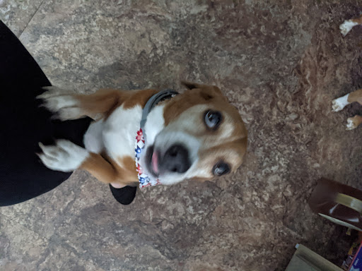 Pet Supply Store «Animal House Grooming & Quality», reviews and photos, 229 W Absecon Blvd, Absecon, NJ 08201, USA