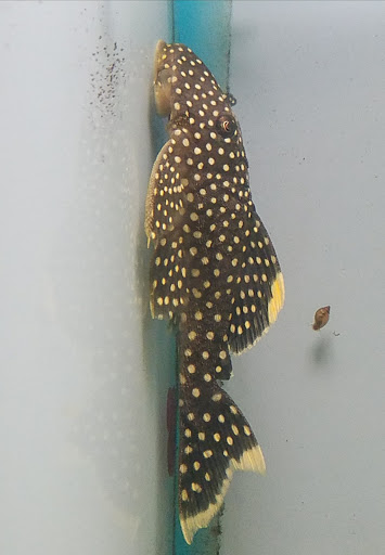 Tropical Fish Store «Pet Friendly Inc», reviews and photos, 845 Manitou Rd, Hilton, NY 14468, USA