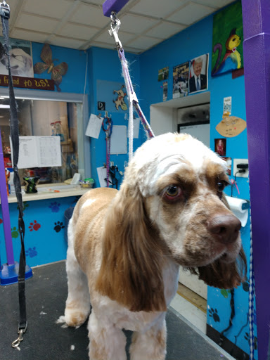 Pet Groomer «Affordable Family Pet Grooming», reviews and photos, 222 N Main St, Fond du Lac, WI 54935, USA