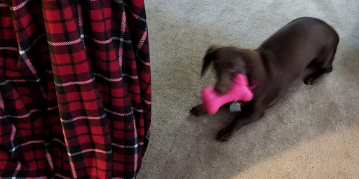 Pet Supply Store «Pet Supplies Plus», reviews and photos, 2410 Augusta Rd, West Columbia, SC 29169, USA