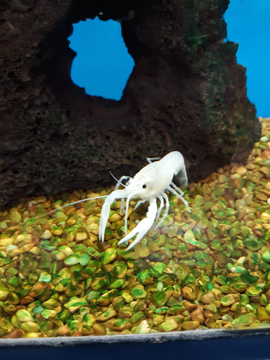 Pet Supply Store «Petco Animal Supplies», reviews and photos, 175 Grandview Blvd #600, Madison, MS 39110, USA