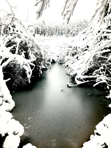 Nature Preserve «Gazzam Lake Nature Preserve», reviews and photos, 6105 NE Marshall Rd, Bainbridge Island, WA 98110, USA