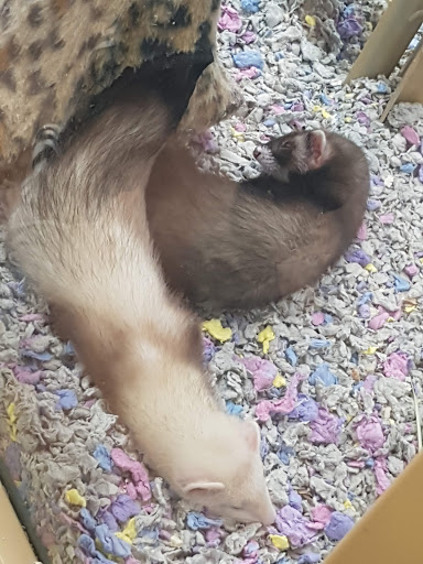 Pet Supply Store «Pet Supermarket», reviews and photos, 2111 N Federal Hwy, Hollywood, FL 33020, USA