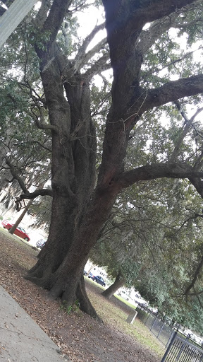 Park «Riverside Park», reviews and photos, 753 Park St, Jacksonville, FL 32204, USA