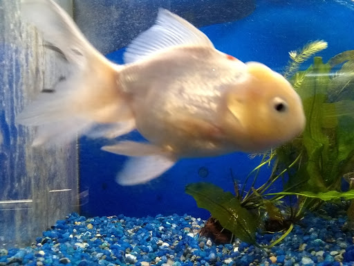 Tropical Fish Store «Delta Pet Center LLC», reviews and photos, 1370 Corporate Square Blvd, Slidell, LA 70458, USA