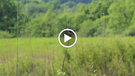 Nature Preserve «Arthur L. Janura Forest Preserve», reviews and photos, IL-58, Elgin, IL 60120, USA