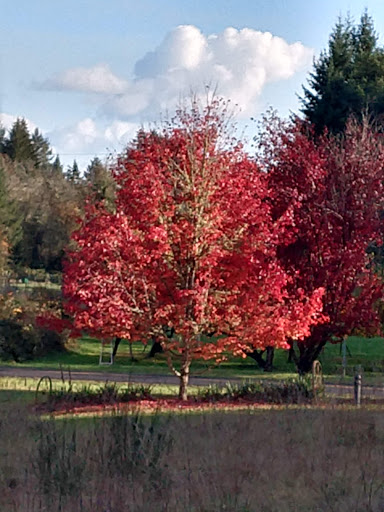 Wedding Chapel «Dancing Deer Mountain», reviews and photos, 25545 Hall Rd, Junction City, OR 97448, USA