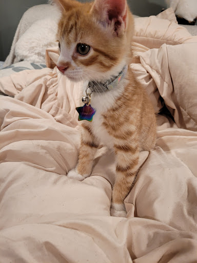 Pet Supply Store «Petco Animal Supplies», reviews and photos, 1141 Wantagh Ave, Wantagh, NY 11793, USA