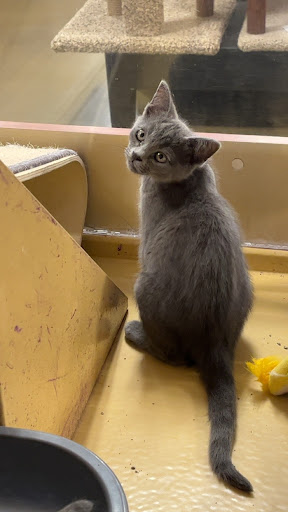 Pet Supply Store «PetSmart», reviews and photos, 3093 E Main St, Russellville, AR 72802, USA