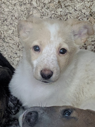 Pet Store «Pets Plus - Quakertown», reviews and photos, 117 S West End Blvd, Quakertown, PA 18951, USA