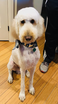 All Fur Love - Photo 6 - Car repair in Washington, UT, St. George