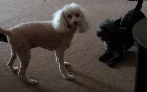 Pet Groomer «The Groom Room», reviews and photos, 1180 Long Hollow Pike, Gallatin, TN 37066, USA