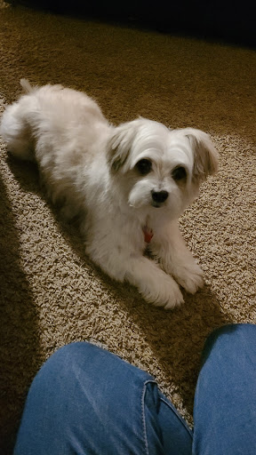 Pet Supply Store «Petco Animal Supplies», reviews and photos, 1500 N Town E Blvd, Mesquite, TX 75150, USA