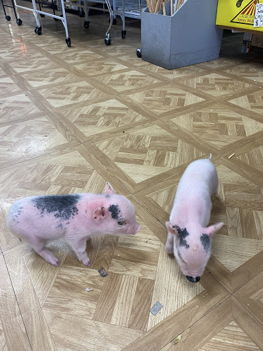 Pet Supply Store «Lucky Pets», reviews and photos, 9219 Whittier Blvd, Pico Rivera, CA 90660, USA