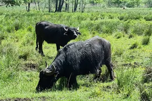 Water buffalo at Tegel Creek image