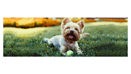 COMO EL PERRO Y EL GATO - Burgos