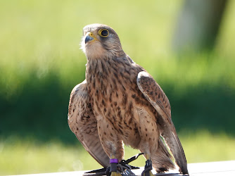 Falconcrest Roofvogel Park