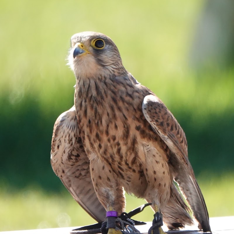 Falconcrest Roofvogel Park