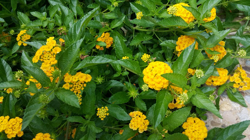 Park «Fort Worth Water Gardens», reviews and photos, 1502 Commerce St, Fort Worth, TX 76102, USA