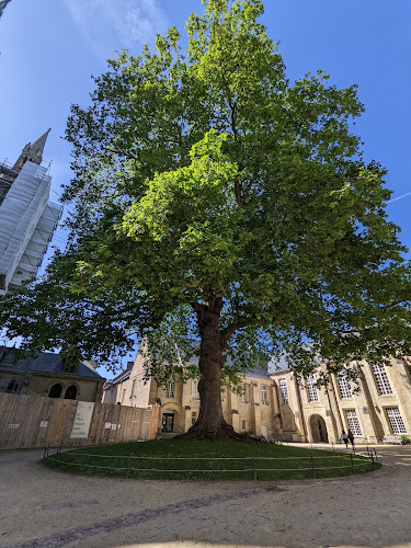 attractions Arbre de la Liberté Bayeux