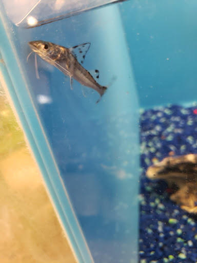 Pet Supply Store «PetSmart», reviews and photos, 4240 S Mooney Blvd, Visalia, CA 93277, USA