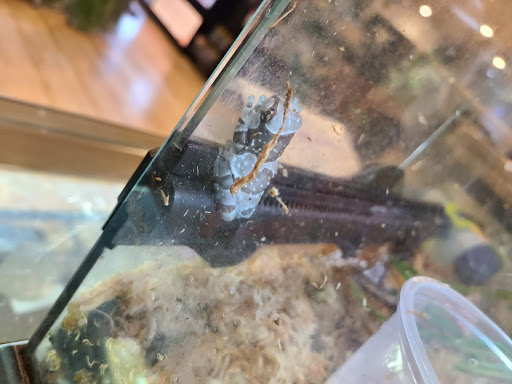 Tropical Fish Store «Harris In Wonderland», reviews and photos, 12 W Main St, Avon, CT 06001, USA