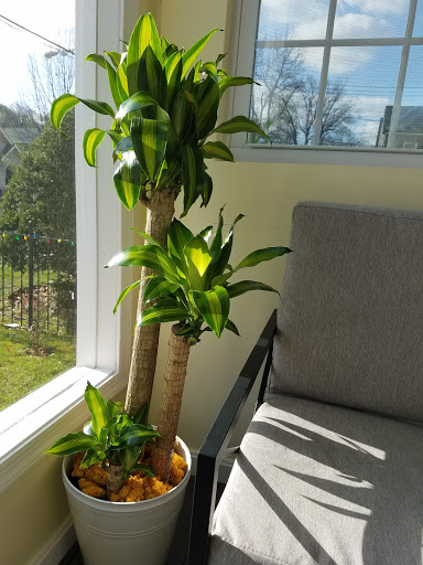 Florist «Convention Floral», reviews and photos, 5932 3rd St NW, Washington, DC 20011, USA