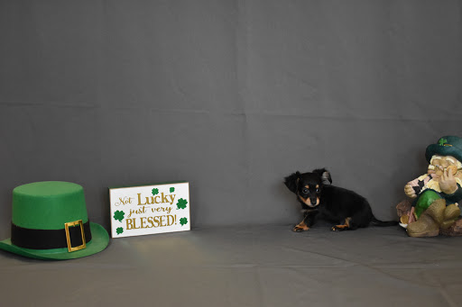 Pet Store «Puppy City», reviews and photos, 3343 Valley Pike, Winchester, VA 22602, USA