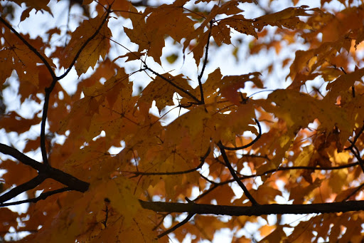 Nature Preserve «Pulaski Woods East», reviews and photos, 9600 Wolf Rd, Willow Springs, IL 60480, USA