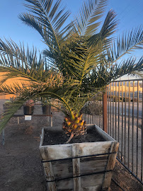 Mark & Nellies Nursery & Landscape - Photo 4 - Car repair in Victorville, CA, Victorville