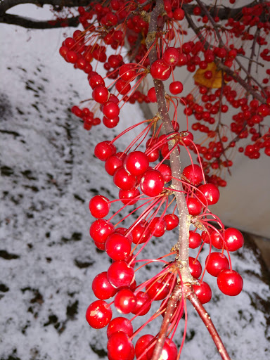 Movie Theater «Celebration! Cinema Crossroads & IMAX», reviews and photos, 6600 Ring Rd, Portage, MI 49002, USA