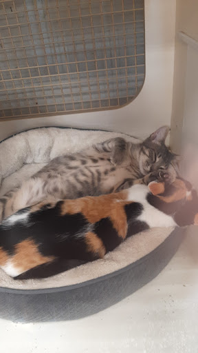 Pet Supply Store «Petco Animal Supplies», reviews and photos, 1815 Newport Blvd b, Costa Mesa, CA 92627, USA