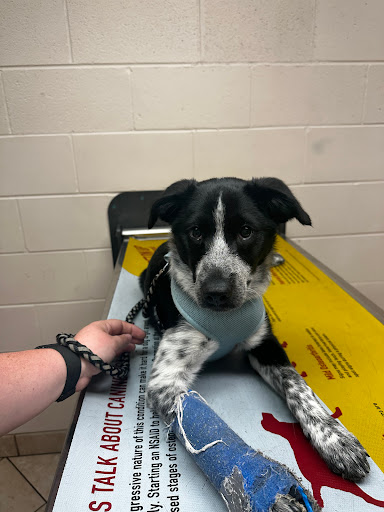 Westside Veterinary Service, LLP image