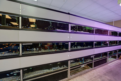 Aquarium Shop «Aquarium Arts», reviews and photos, 1810 W Baseline Rd #1, Mesa, AZ 85202, USA