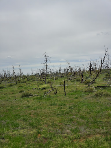 Archaeological Site «Cliff Palace», reviews and photos