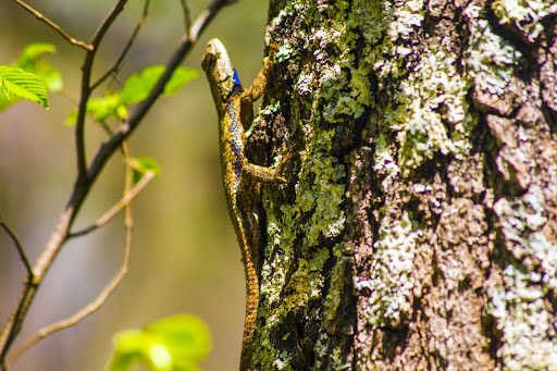 Park «Barfield Crescent Park», reviews and photos, 697 Veterans Pkwy, Murfreesboro, TN 37128, USA