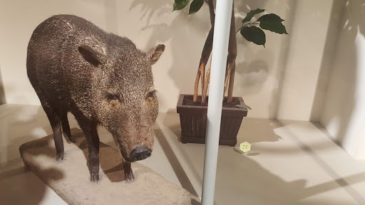 Science Museum «Buffalo Museum of Science», reviews and photos, 1020 Humboldt Pkwy, Buffalo, NY 14211, USA