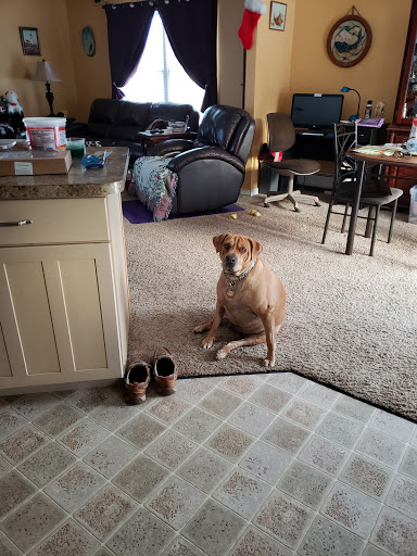 Veterinarian «Cherry Ridge Veterinary Clinic», reviews and photos, 328 Wanoka Road, Honesdale, PA 18431, USA