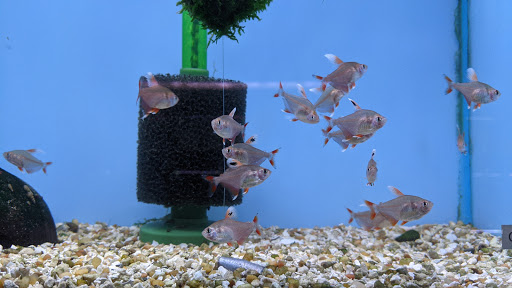 Tropical Fish Store «Aquarium Co-Op», reviews and photos, 9661 Firdale Ave, Edmonds, WA 98020, USA