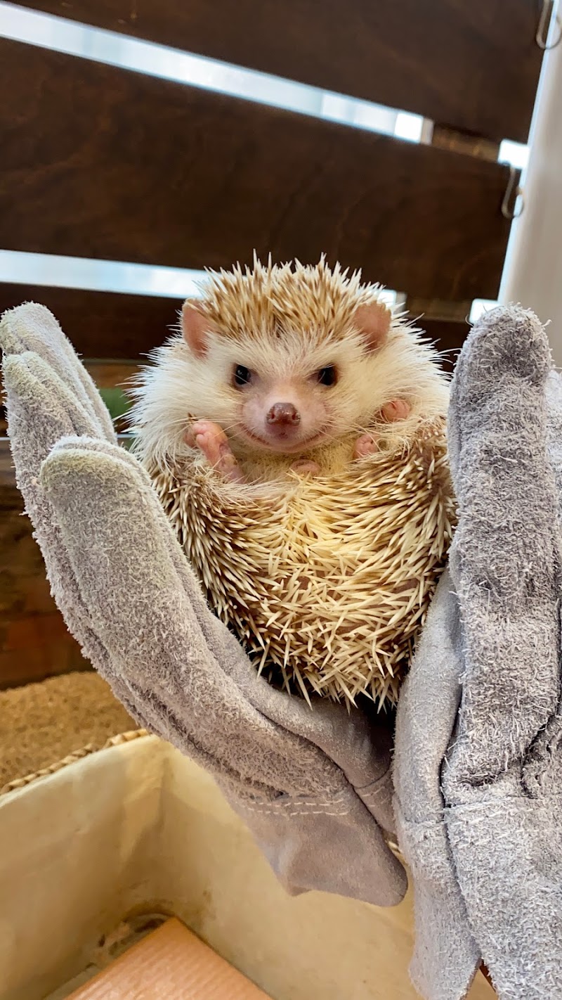 ハリネズミ専門カフェ Harry Wood ハリーウッド 愛知県名古屋市中区栄 カフェ 喫茶 グルコミ